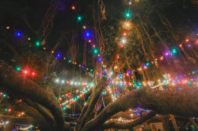 christmas lights banyan tree lahaina maui